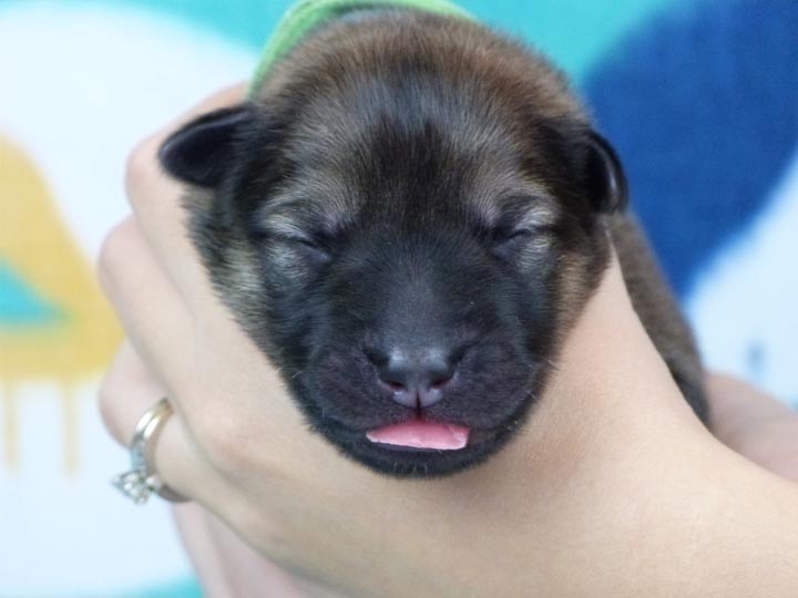 chinook puppy